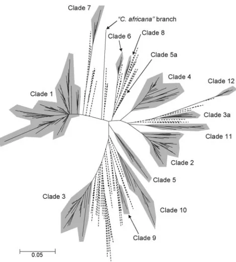 TABLE 2. Main properties of clades of C. albicans isolates