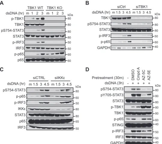 FIGURE 3. TBK1 activity is required for cytosolic DNA-induced Ser 754 phosphorylation of STAT3