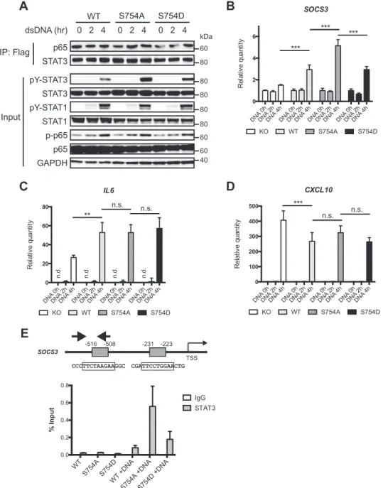 FIGURE 6. Ser 754 phosphorylation restricts STAT3 activation in response to cytosolic DNA