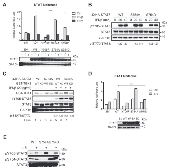 FIGURE 7. Ser 754 phosphorylation inhibits transcriptional activity of STAT3. A, dual luciferase assay was used to determine STAT3 activity as described under “Experimental Procedures.” ⌬STAT3 HEK293T cells in 12-well plates were transfected with 0.5 ␮g of