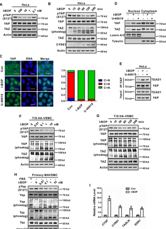 FIGURE 1. Agonists of TP receptor activate YAP and TAZ. A and B, I-BOP induces YAP and TAZ dephosphorylation in a dose- and time-dependent manner in Hela cells
