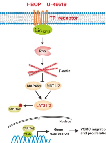 FIGURE 6. A proposed model for thromboxane A2 receptor in the regula- regula-tion of YAP/TAZ activities.