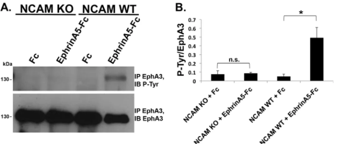 FIGURE 5. NCAM-dependent EphA3 activation promotes activation of RhoA, required for growth cone collapse