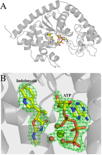 FIGURE 3. Hydrogen bonding and electrostatic interactions promote indolmycin binding and Mg 2ⴙ coordination within the active site