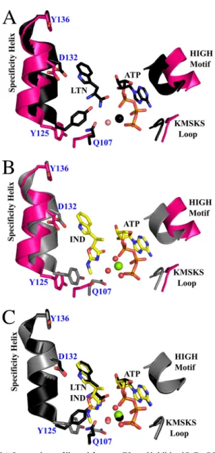 FIGURE 5. Differential BsTrpRS side chain interactions with the water molecules electrostatically coordinated with Mg 2ⴙ in the PreTS and inhibited structures
