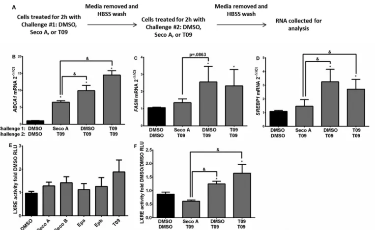 FIGURE 9. Oxysterol altered inflammatory signaling. IL6 (A) and IL8 (B) gene expression in sequential challenge of 2 h with first challenge followed by another 2 h of second challenge on 16HBE cells exposed to 20 ␮ M of Seco A, 10 ␮ M T09, or DMSO control 
