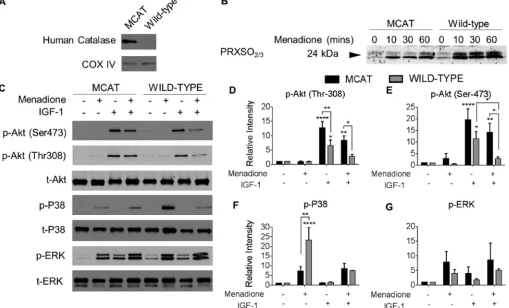 FIGURE 8. Effect of oxidative stress on PRX hyperoxidation and kinase phosphorylation in chondrocytes from MCAT and wild-type mice