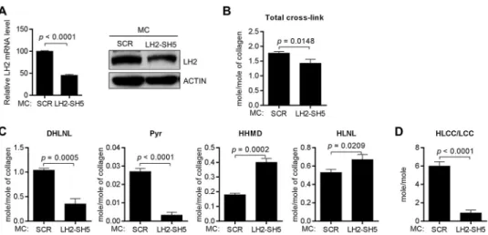 FIGURE 5. LH2 depletion decreased HLCCs and increased LCCs. A, the bar graph illustrates the results of Q-PCR analysis of LH2 mRNA levels in MC cells stably transfected with vectors expressing LH2 shRNA (SH5) or scrambled control shRNA (SCR)