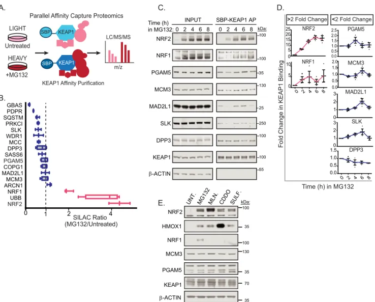FIGURE 1. PAC proteomics and a candidate-based approach reveal putative KEAP1 substrates