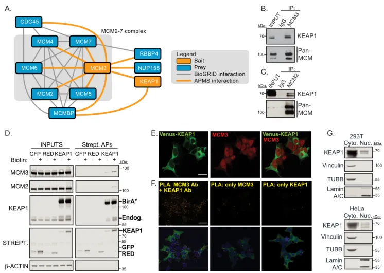FIGURE 2. KEAP1 associates with MCM3 in the MCM2–7 complex in both the nucleus and cytoplasm