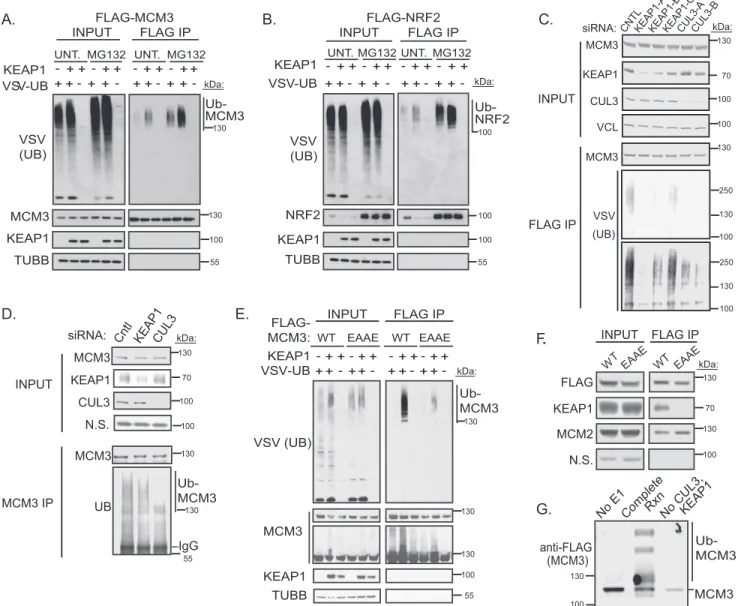 FIGURE 3. MCM3 is a KEAP1-CUL3 substrate for ubiquitylation. A, HEK293T cells were co-transfected with plasmids encoding SBPHA-KEAP1, FLAG-MCM3, and VSV-tagged ubiquitin (UB)