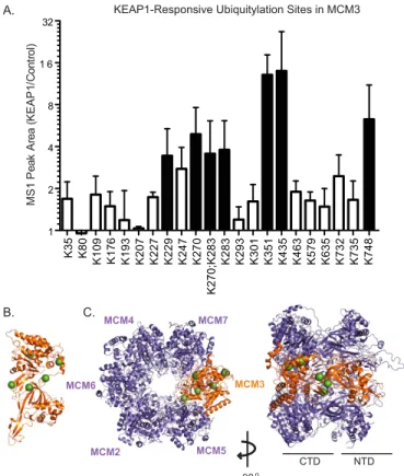 FIGURE 4. Mapping the KEAP1-dependent ubiquitylation sites in MCM3.