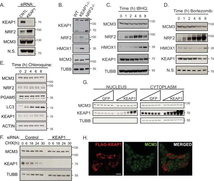 FIGURE 5. MCM3 levels and subcellular localization are not regulated by KEAP1. A, HEK293T cells were transfected with control or KEAP1 siRNA (20 n M , 72 h), lysed, and probed for KEAP1, NRF2, and MCM3 protein levels