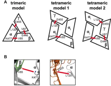 FIGURE 3. Comparison of tetrameric interfaces with a previously vali- vali-dated trimeric interface