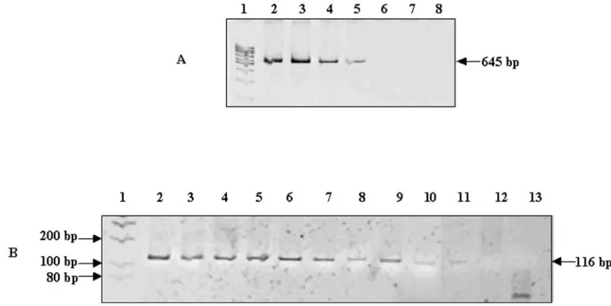 FIG. 2. Sensitivity of N-PCR assay. (A) The ethidium bromide-stained ampliﬁcation products of the target hupBbacilli); 3, 1 ng DNA (10generated using primers N and S were electrophoresed on nondenaturing 10% polyacrylamide gels