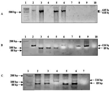 TABLE 2. Detection of pathogenic mycobacteria in cattle-derived samples