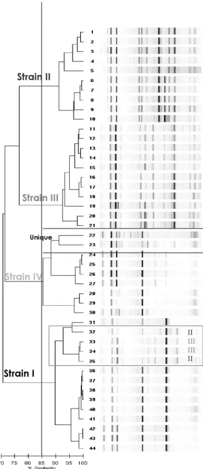 FIG. 1. rep-PCR-generated dendrogram for the 44 MRSA isolatesfrom outbreak 1, hospital A