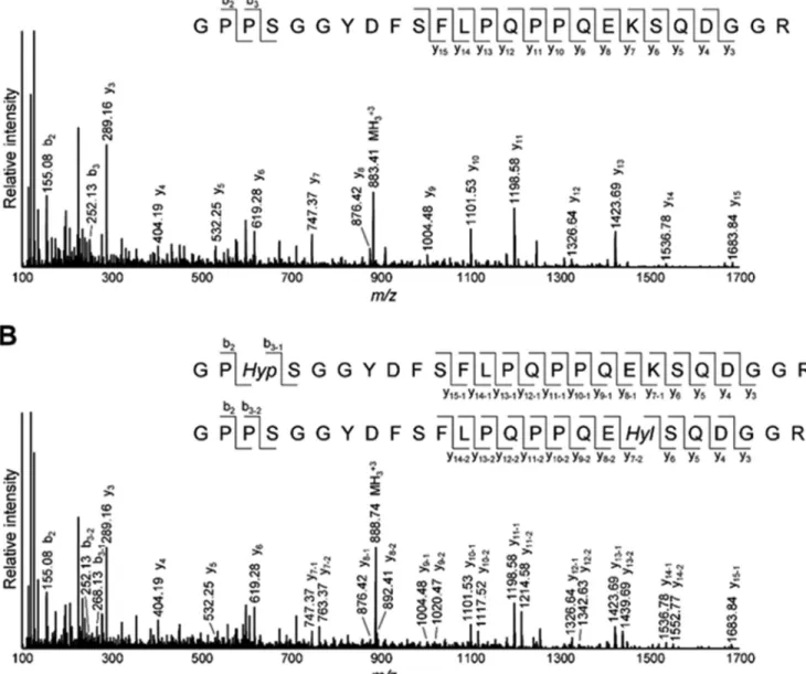 Fig. 7 shows the typical chromatographic pattern of the base hydrolysates obtained from reduced WT, Het, and KO tendon.