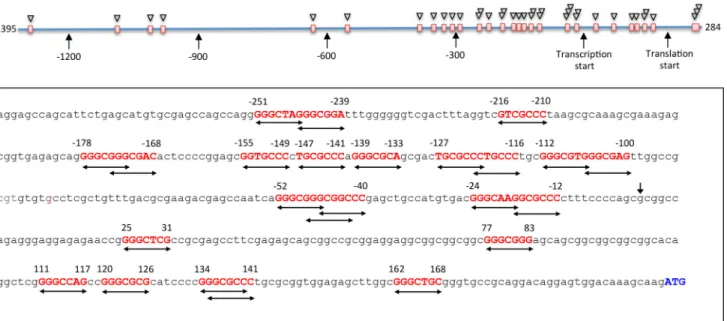 FIGURE 2. Analysis of the CerS6 promoter for the presence of p53-binding sites. Full-length CerS6 promoter sequence was analyzed using Promo 3.0.2 online tool