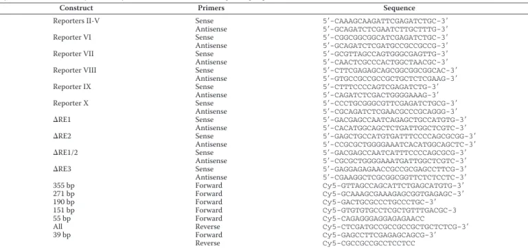 FIGURE 5. Analysis of the binding of p53 to CerS6 promoter using gel shift assay. A, schematic depicting DNA fragments used in these experiments.