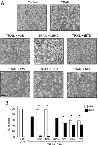 Figure 8: TRAIL-induced TrkAIII SH-SY5Y apoptosis is inhibited by z-VAD-fmk, z-IETD-fmk, GW441756, PP1 and NSC-87877 but not by z-LEHD-fmk