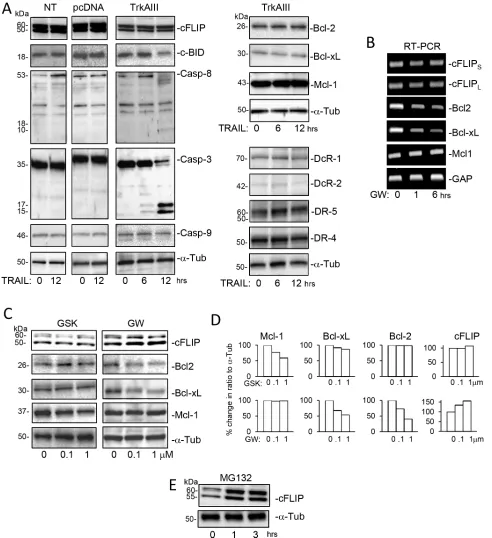 Figure 4: Effects of TRAIL, GW441756, GSK2656157 and MG132 upon the expression of components of TRAIL-induced apoptosis