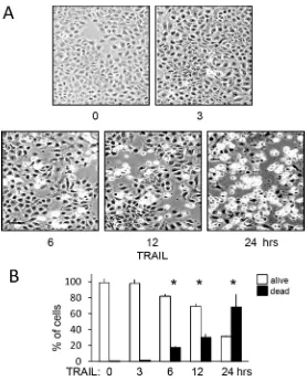 Figure 5: TRAIL induces delayed and not immediate apoptosis of TrkAIII SH-SY5Y cells. (A) Representative phase  (bar  = 100 μm) contrast micrographs demonstrating time-dependent TRAIL-induced (200 ng/ml) TrkAIII SH-SY5Y cell death from 0–24  hours