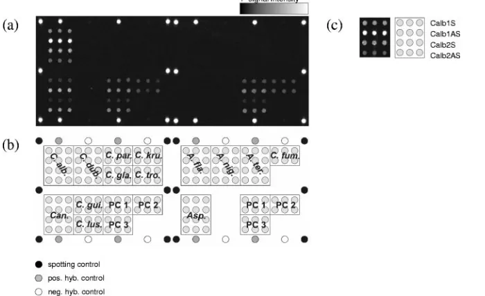 FIG. 1. (a) Fluorescence image after hybridization with 0.5 pmol of Cintensity is encoded in the 65,636 gray scales of the 16-bit TIF image