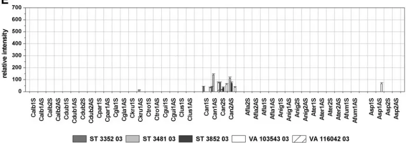 FIG. 4. Relative intensities after hybridization with labeled target DNA from blinded samples of clinical isolates