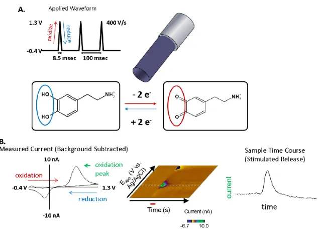 Figure 1.3.  Fast-scan cyclic  voltammetry.  A.  The triangular waveform is applied  to  the electrode with excursions of -0.4V to 1.3V sufficient enough to oxidize (red) 
