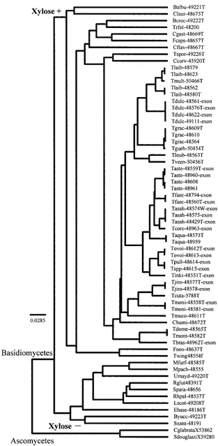 FIG. 2. Phylogenetic tree based on the nucleotide sequences of the cyt bspecies names are shown in Fig