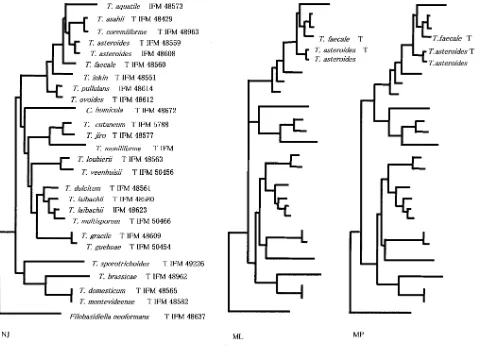 FIG. 4. Phylogenetic trees based on nucleotide sequences of cyt b genes. Trees were constructed by using the NJ, ML, and MP methods.