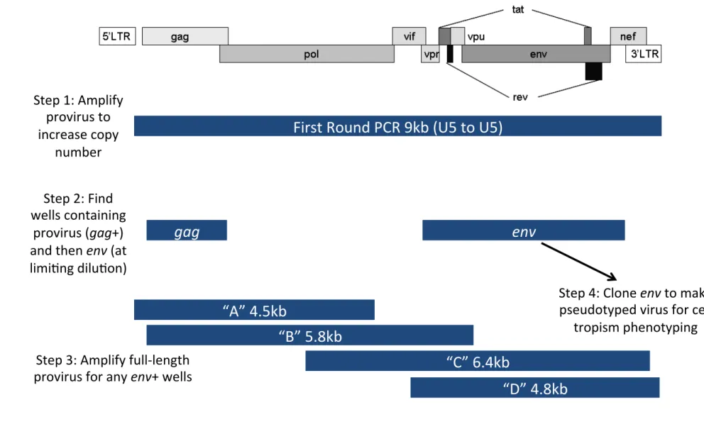 Figure 1. Method workflow for characterizing proviruses present in extracted total DNA from cells or tissue