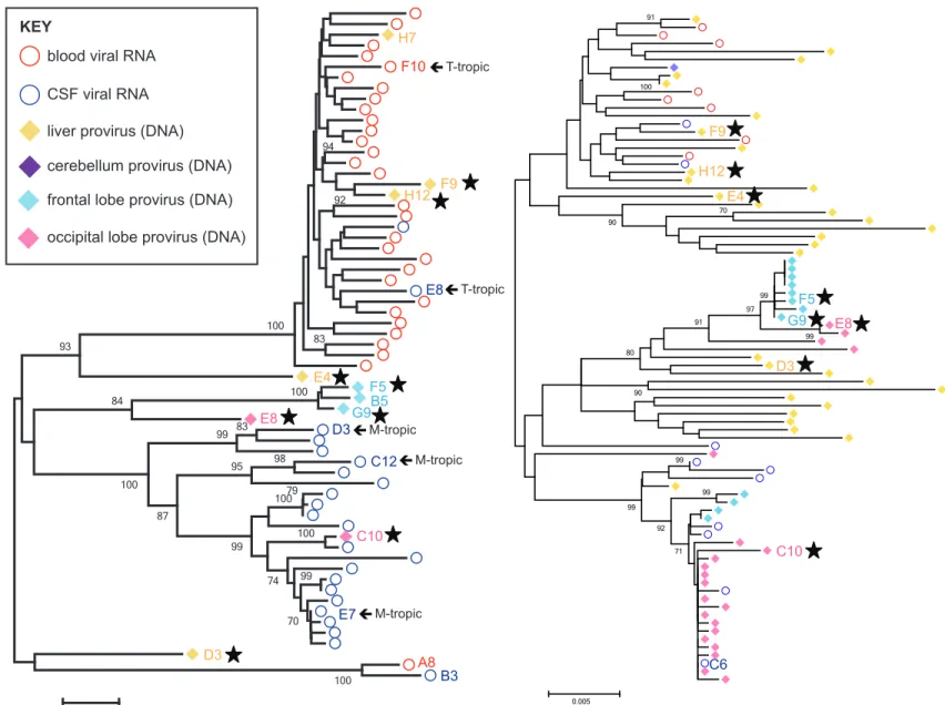 Figure 3. Tissue-specific viral lineages exist throughout the brain and within the liver in the presence of compartmentalized viral replica- replica-tion in the CNS