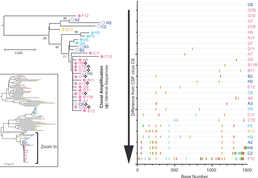 Figure 4. Clonal amplification of viral species through local replication diversifies the population of virus throughout the CNS and in the  peripheral liver tissue