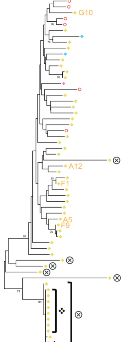 Figure 5. Clonal amplification occurs in the liver irrespective of an otherwise equilibrated viral population throughout the body