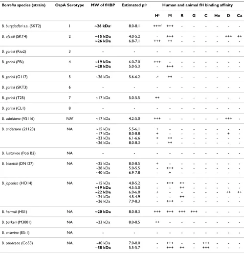 Table 1: fH binding proteins, binding strength, calculated molecular mass and isoelectric points estimated in 2-DE.