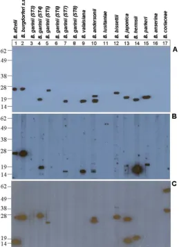 Figure 2, panels A and B, lane 15). A ~20 kDa human fH
