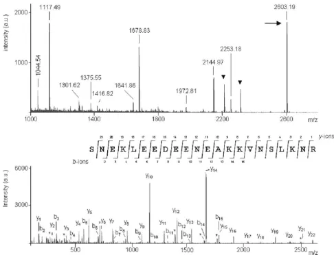 Figure 4de-novo by the loss of ammonia (-17 amu) are indicated by an asterisk (*). The amino acid sequence obtained by manual sequencing is displayed showing assignment of main fragmentation series, peptide signals have been marked with a black triangle