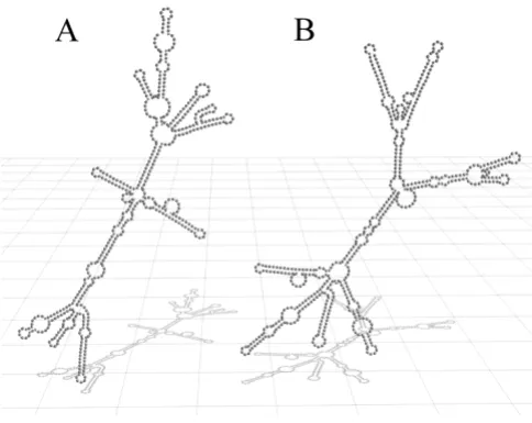 Table 1: Qualitative β-galactosidase assays