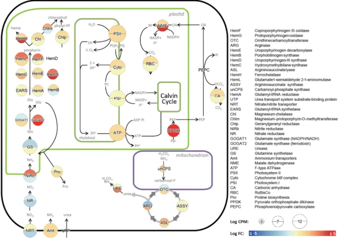 Figure 4 Schematic plot of select components in photosynthesis and carbon fixation pathways and the predicted flow of nitrogen into select dinoflagellate biosynthetic compounds