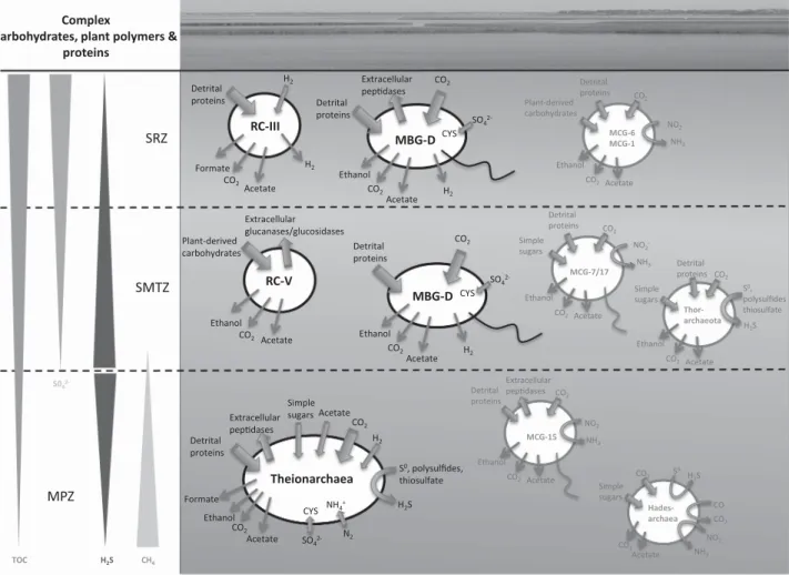 Figure 3 Predicted general metabolisms of the WOR archaea in relation to the geochemical layer from which they were recovered
