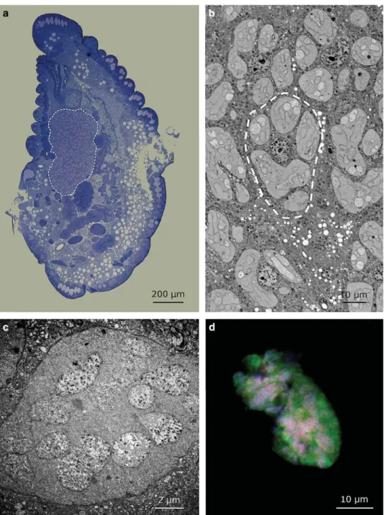 Figure 1 (a) Light microscopic micrograph at low magnification of a longitudinal section of the mealybug T