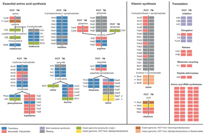 Figure 3 Convergent evolution of symbiotic roles in essential amino-acid synthesis, vitamin production and translation in T