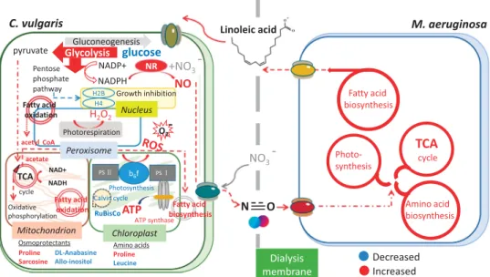 Figure 4 Conceptual model of the allelopathic interactions between M. aeruginosa and C