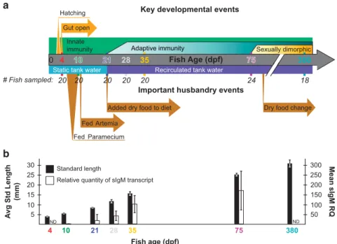 Figure 1 Experimental design and zebrafish development. (a) Experimental design showing important developmental events (top) and husbandry events (bottom) during the course of the study