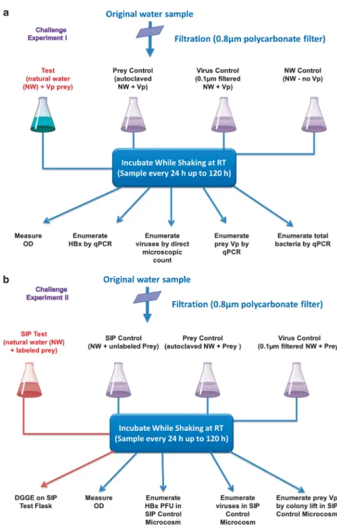 Figure 1 A schematic flow chart of the experimental design used to establish and monitor the various microcosms