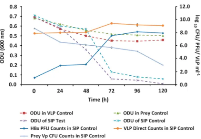 Figure 3 Challenge Experiment II. The population dynamics of Halobacteriovorax (HBx), viral like particles (VLP) and the prey bacterium, V
