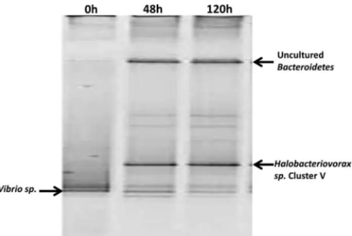 Figure 4 DGGE fingerprint profiles of amplified bacterial DNA from test microcosm with 13 C labeled V