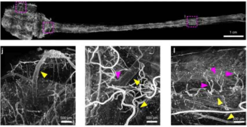 Figure 1. Young rat central nervous system - uDISCO technique